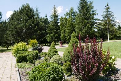 Aktualne zdjęcie z przyszpitalnego ogrodu. Spacerowy chodnik, przy którym rosną ozdobne rośliny i krzewy, prowadzi do części ogrodu obsadzonej świerkami. 