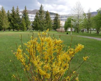 Zdjęcie przedstawia fragment przyszpitalnego ogrodu z budynkiem Centrum Reumatologii w tle. Na pierwszym planie krzak kwitnącej, złocistej forsycji.